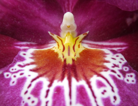Macro van paars-witte orchidee