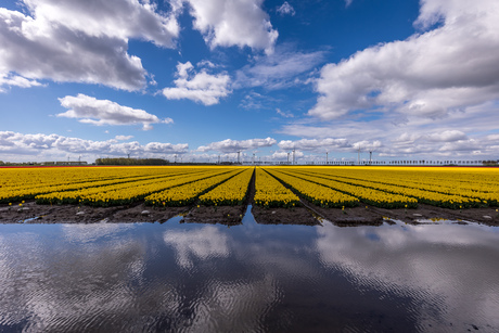 Tulpen op Flakkee