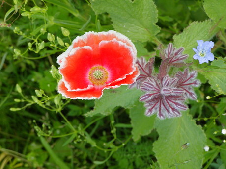 bloemen in het veld