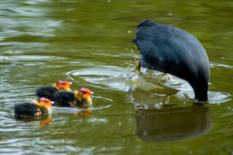 Jong geleerd oud gedaan
