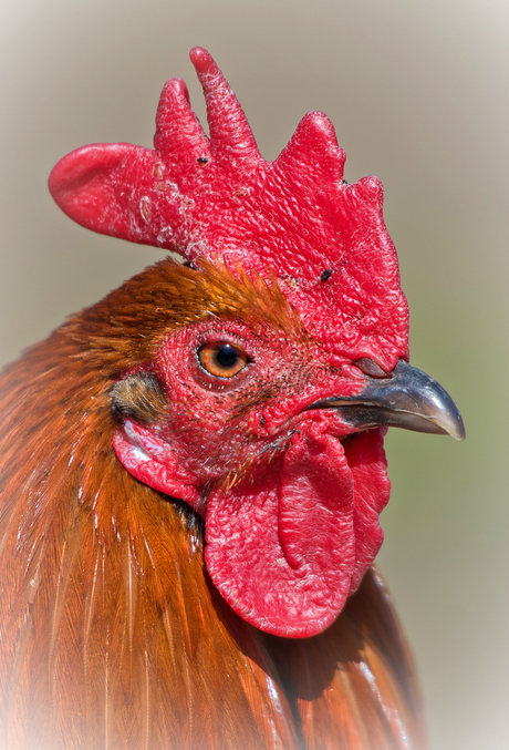 ***** Mannelijke Kinderboerderij Kip *****