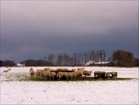 Winter 2005 Texel