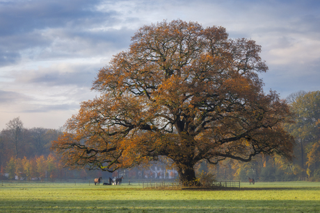 De Oude Eik