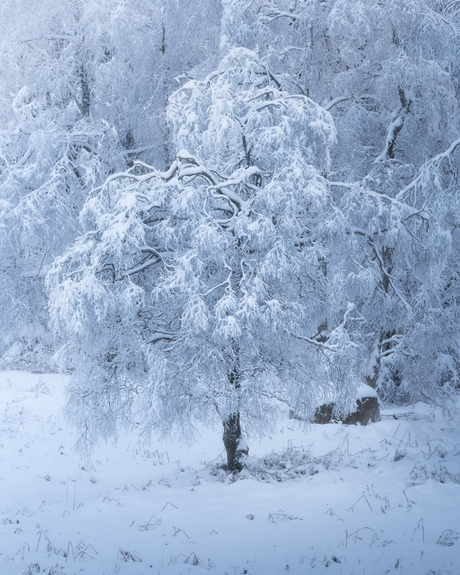 Winter Tree