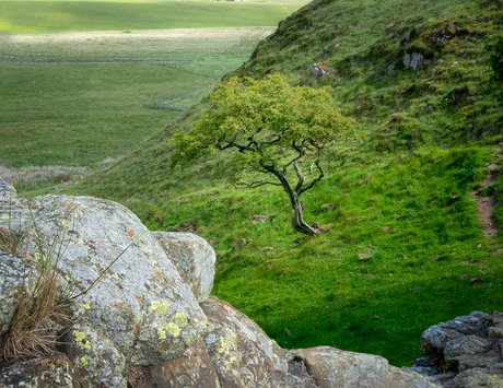 Lonely in Hadrian's Wall