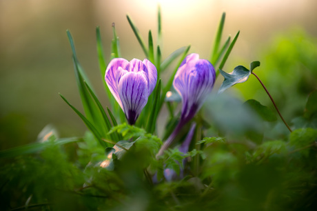 Nog een krokus