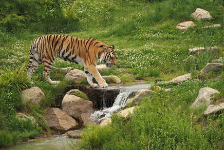 Tijger wil oversteken ,