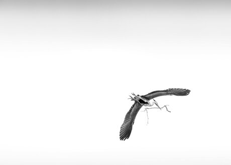 Reiger met nest materiaal