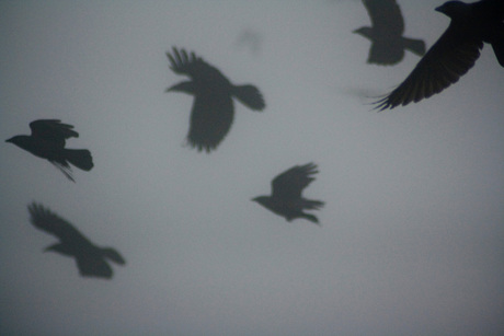 Mist and Crows 1
