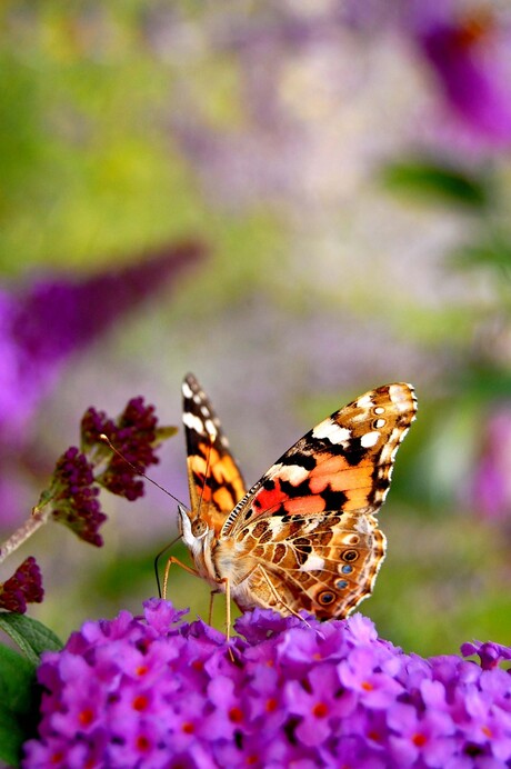 Distel vlinder