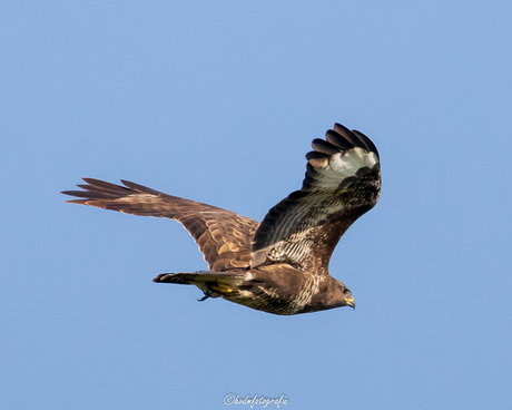 Buizerd kwam voorbij