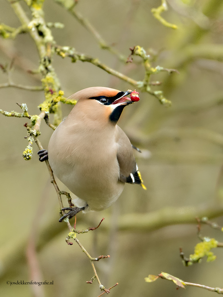 pestvogel