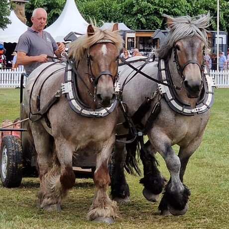 Paarden op Heerlijkheid Marienwaerd