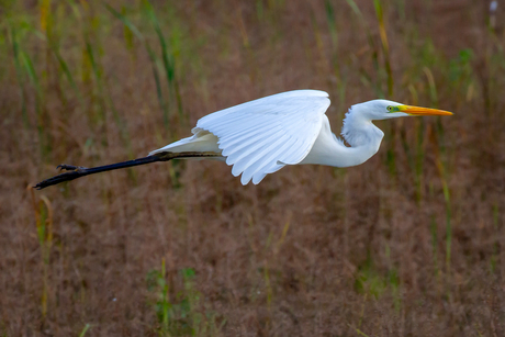 zilverreiger