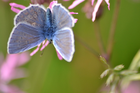 Mooi blauw