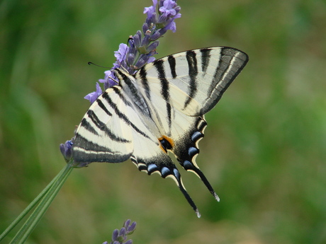 Prachtige vlinder