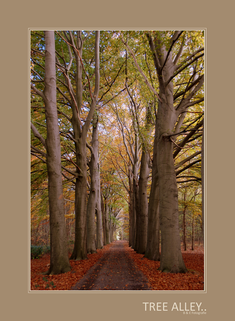 Tree Alley..