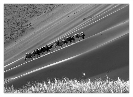 Kamelen in de Badain Jaran woestijn