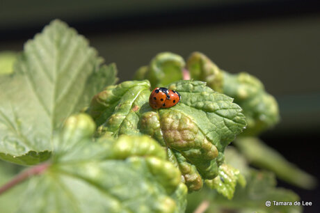 LadyBug Love....