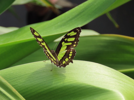 Malachietvlinder 