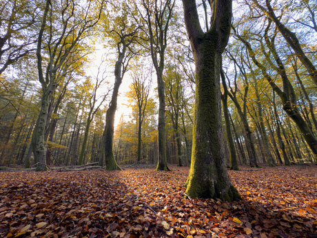 Herfstwandeling