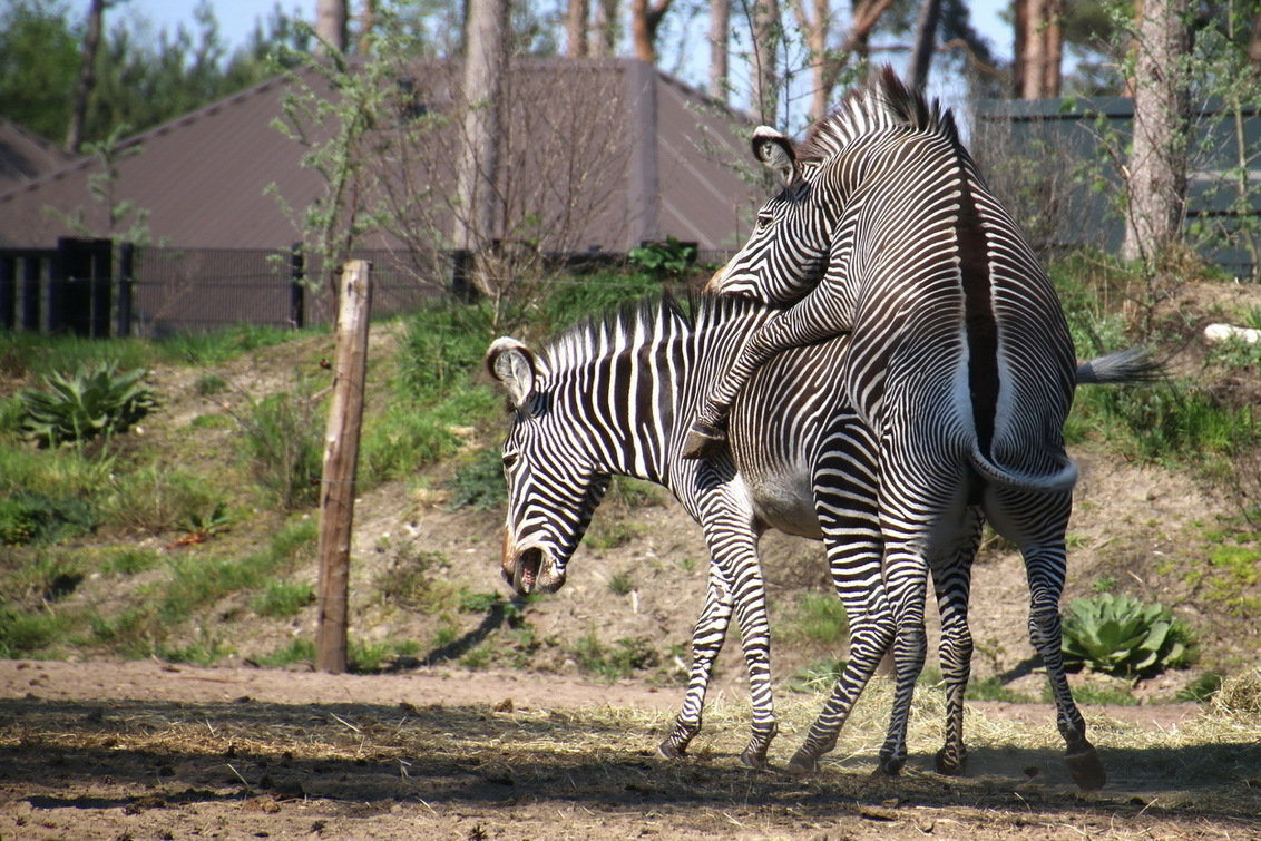 Verleiding 2 - foto van fotohela - Dieren - Zoom.nl