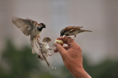 birds.JPG