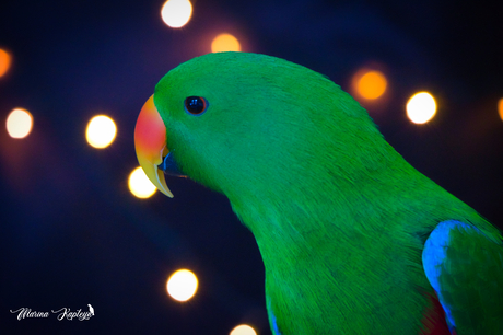 Parrot portrait 