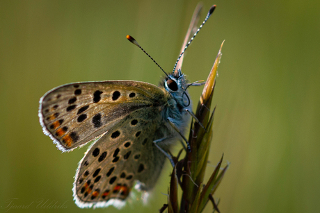 Het Icarus blauwtje