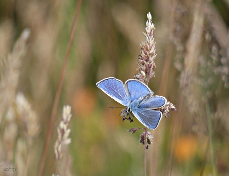 Nog even warmen in de avondzon........