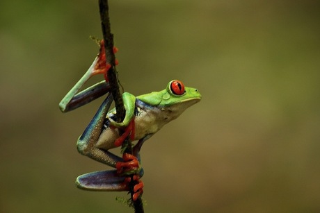 red eye three frog