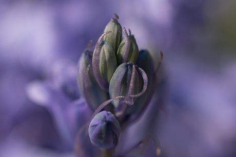 Knopjes van hyacint