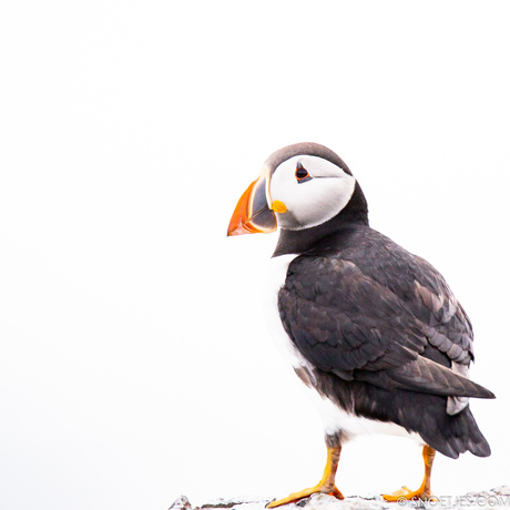 Papegaaiduiker op Farne Islands