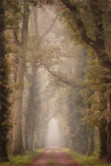 Boslaan in de mist