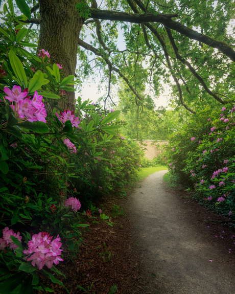 Rhododendron laan