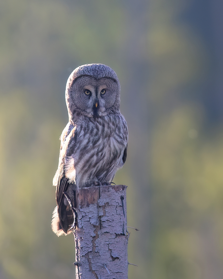 De prachtige laplanduil 🇸🇪
