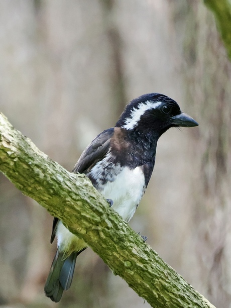 Witoorbaardvogel