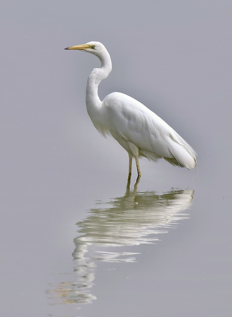 Grote zilverreiger