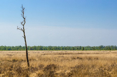 Uitzicht heide