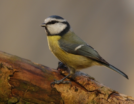 Parus caeruleus