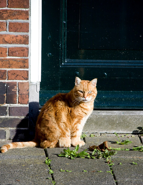 Zonnewarmte