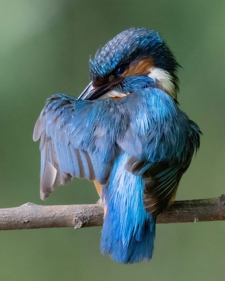 Poetsende ijsvogel 3