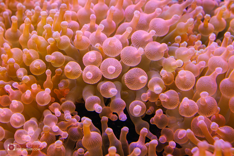 zee anemonen