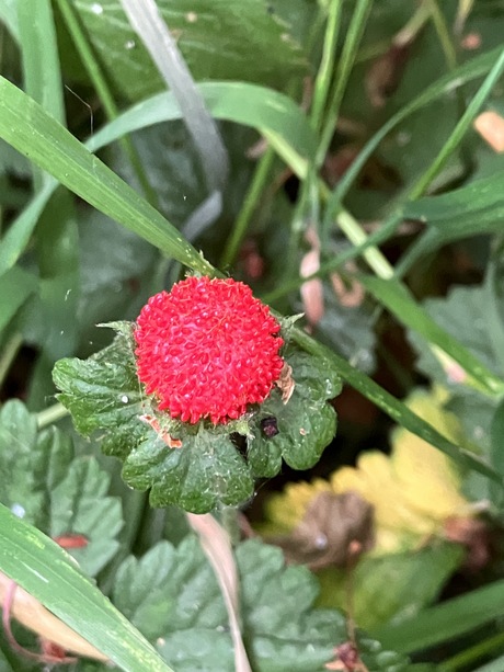 Onbekend maar wel rood. 