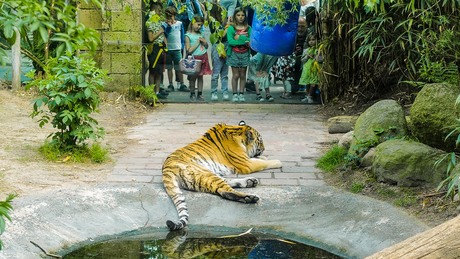 tijger met publiek