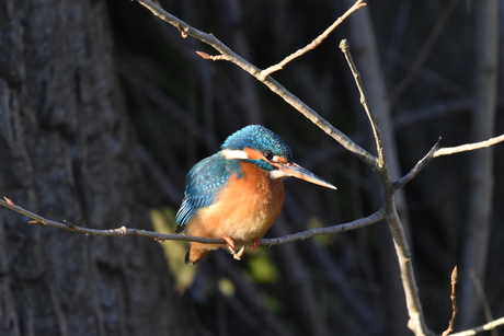 IJsvogeltje in de winterzon