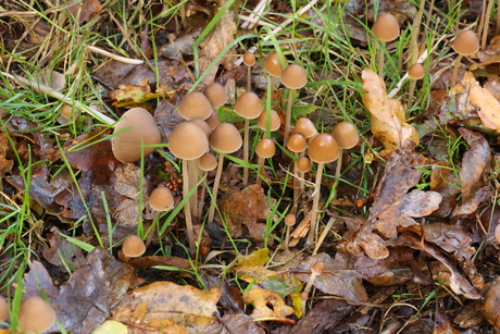 Groepje kleine paddestoelen