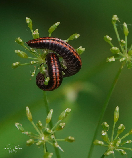 Grote tweestreep, een prachtige miljoenpoot