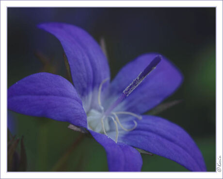 Campanula