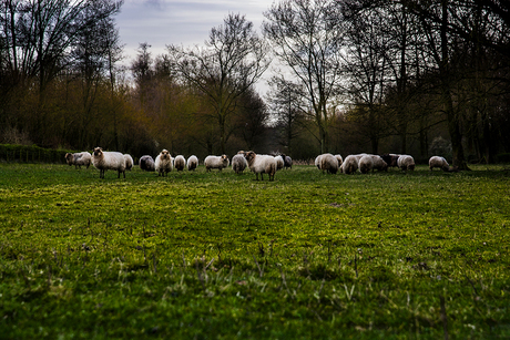 schapen in Zoetermeer